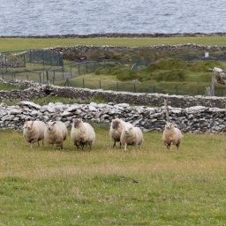 irland rundreise 2025_102